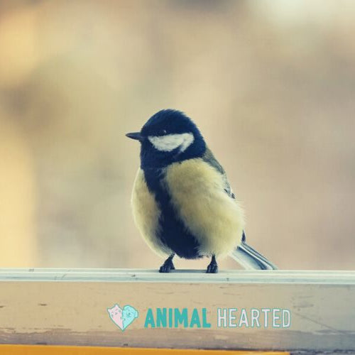 A small bird with a black head, white cheek patch, and pale yellow chest standing on a window ledge with the window frame behind it