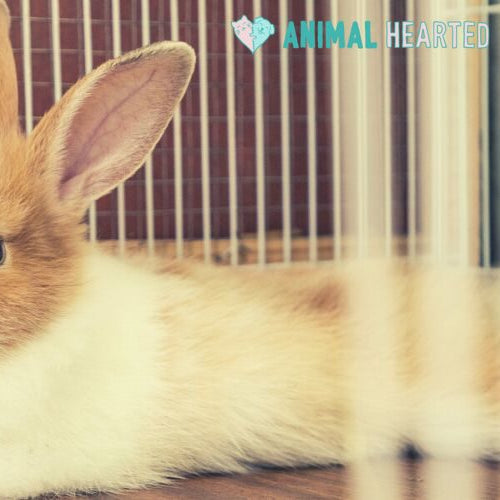 An orange and white rabbit lying on a wooden surface inside a white wire pen, seen through the wires