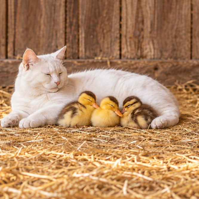 A white cat lies on loose straw in a barn with three ducklings curled up against its side