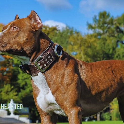 A brown and white dog with upright ears stands on grass in a studded leather collar in front of a white building with columns