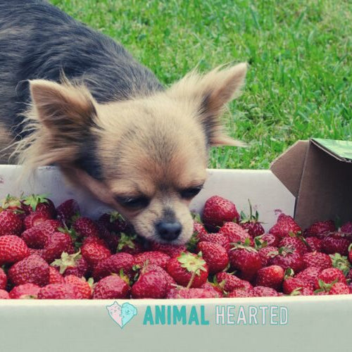 A small long-haired Chihuahua-type dog sniffing a cardboard crate of fresh strawberries on grass