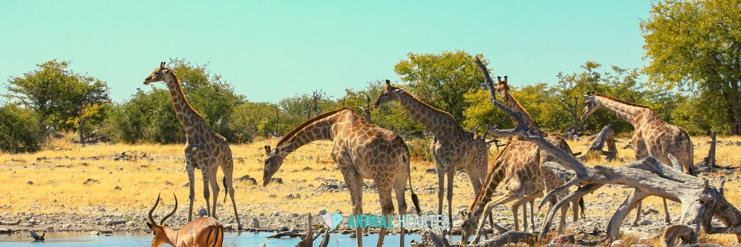 Several giraffes standing and drinking at a waterhole on dry grass, with an antelope at the lower left and green trees behind