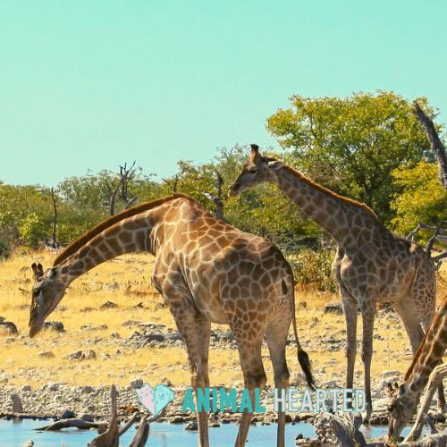 Several giraffes standing and drinking at a waterhole on dry grass, with an antelope at the lower left and green trees behind