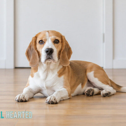 A tan and white beagle lying on a bare wood floor in front of a closed white door