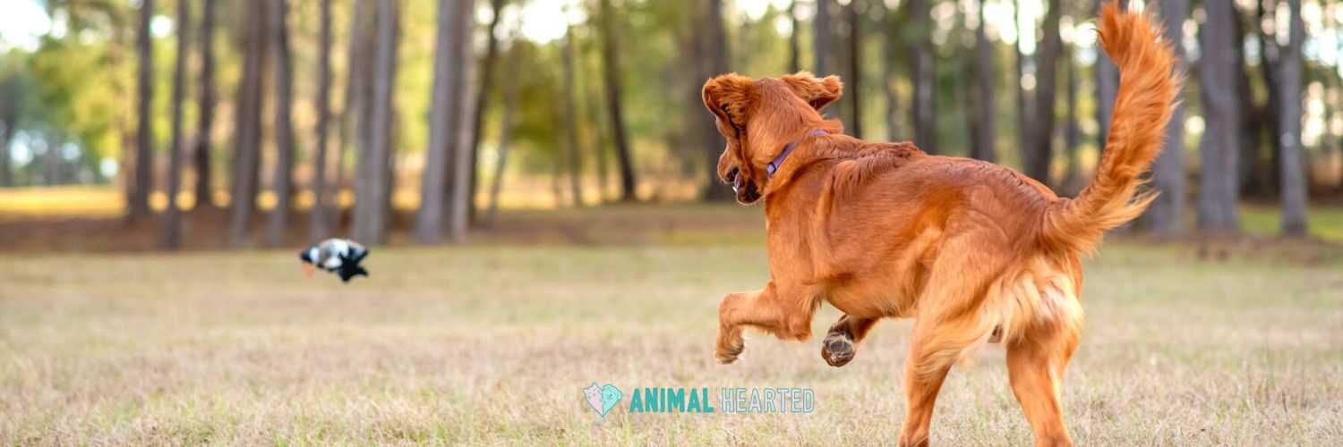 A red-gold dog with a long feathered tail, seen from behind, jumping toward a small black and white object on dry grass with tall trees behind