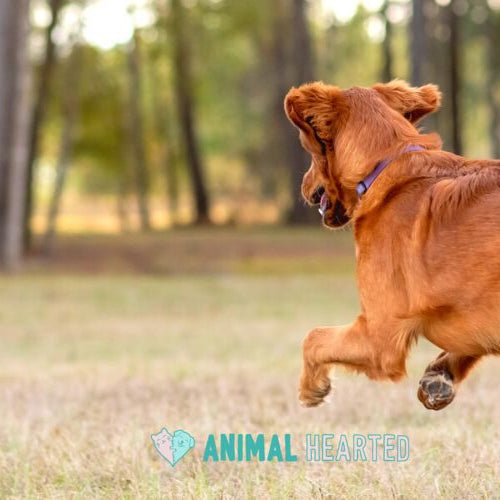 A red-gold dog with a long feathered tail, seen from behind, jumping toward a small black and white object on dry grass with tall trees behind