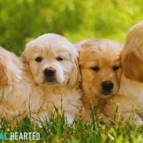 Four light gold puppies lying close together in green grass, two looking at the camera and one with its head raised