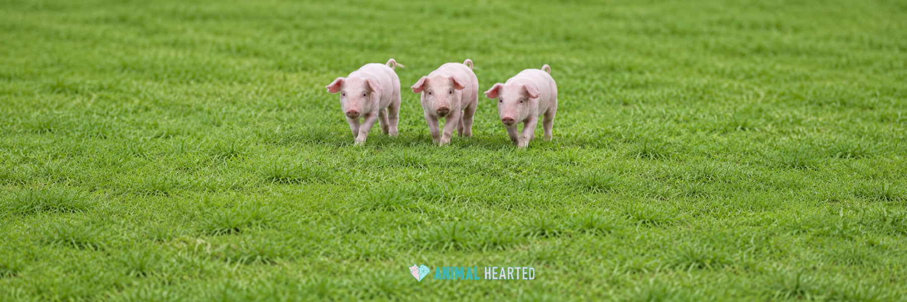 Three young piglets walking toward the camera across short green grass