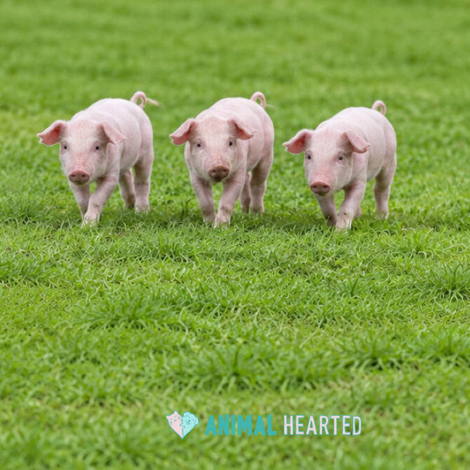 Three young piglets walking toward the camera across short green grass