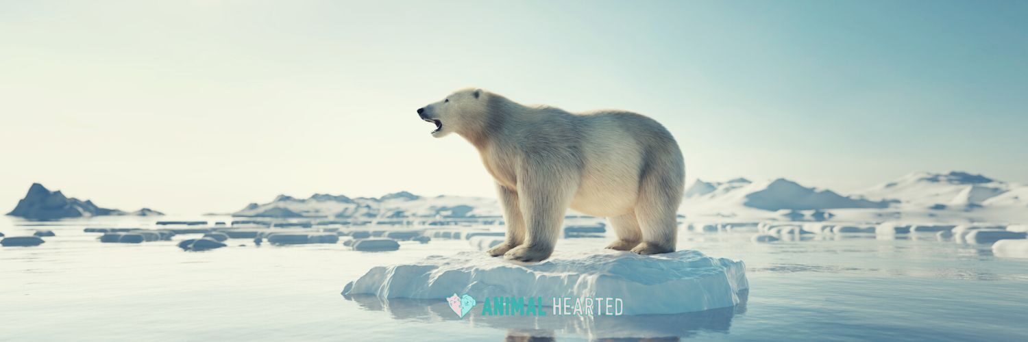 Polar bear standing on a chunk of Arctic ice with open water and ice floes behind it