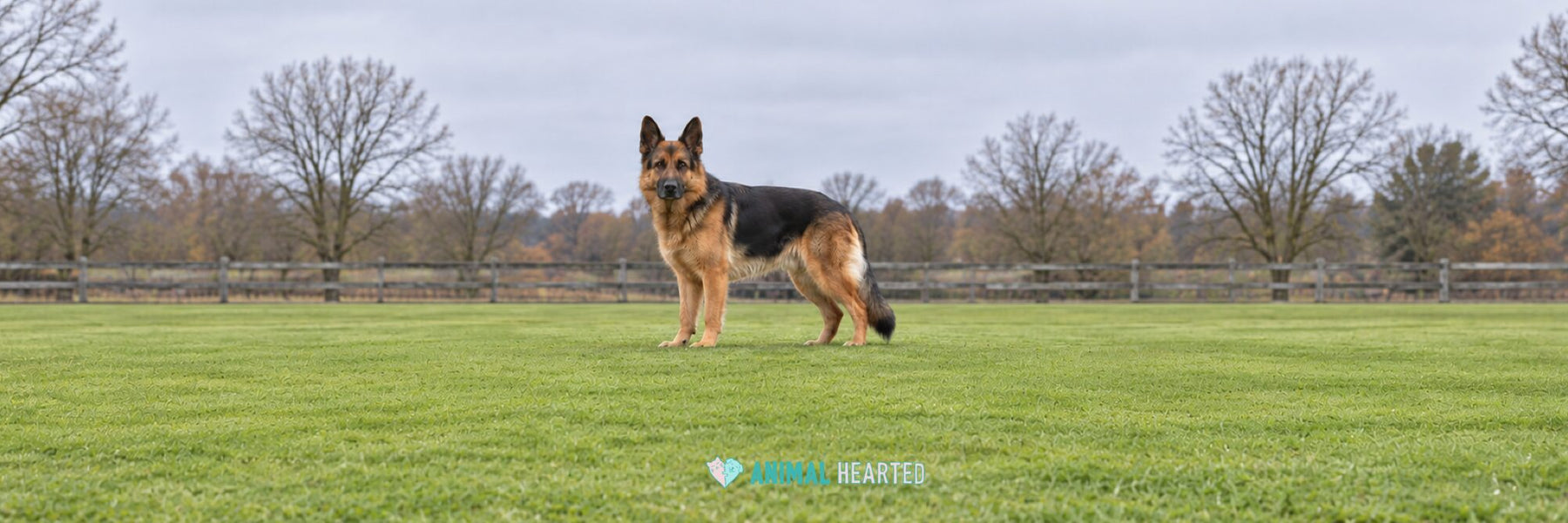 A German Shepherd with a black saddle and tan legs standing on a mowed lawn in front of a wooden fence and bare autumn trees