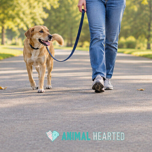 A tan dog on a loose leash walking beside a person in jeans on a paved park path lined with trees
