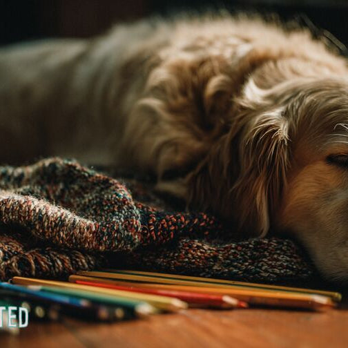 Golden retriever curled on a knitted blanket beside an open sketchbook