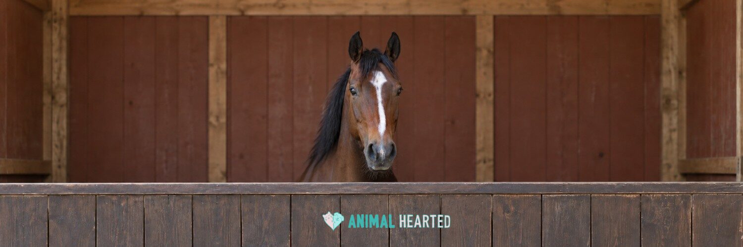 A bay horse with a white blaze looking over a wooden stall door