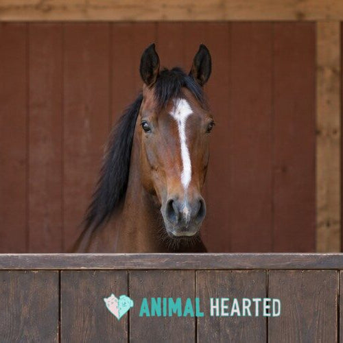A bay horse with a white blaze looking over a wooden stall door