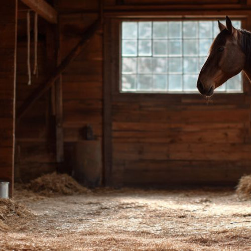 Chestnut horse standing comfortably inside a wooden barn stall
