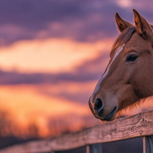A horse against a fence in the sunset