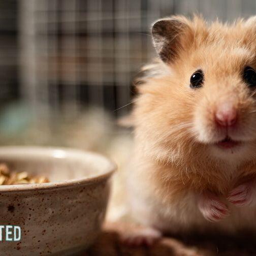 fluffy syrian hamster on a desk corner with a bowl of seeds and cage in the background