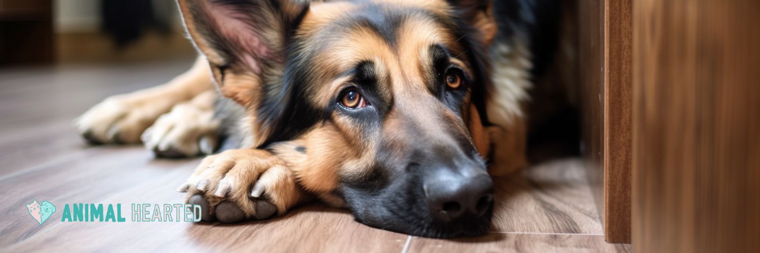 A German Shepherd lying on a wood floor with its chin resting on its front paws and its eyes toward the camera