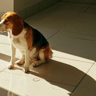 Beagle sitting on a clean tiled floor in a bright veterinary exam room