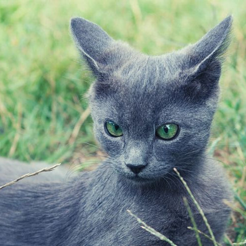 A Russian Blue cat sitting on the grass, one of the hypoallergenic cat breeds.