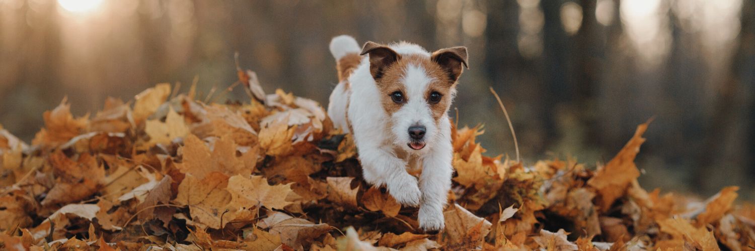 Jack Russel Terrier jumping over autumn leaves