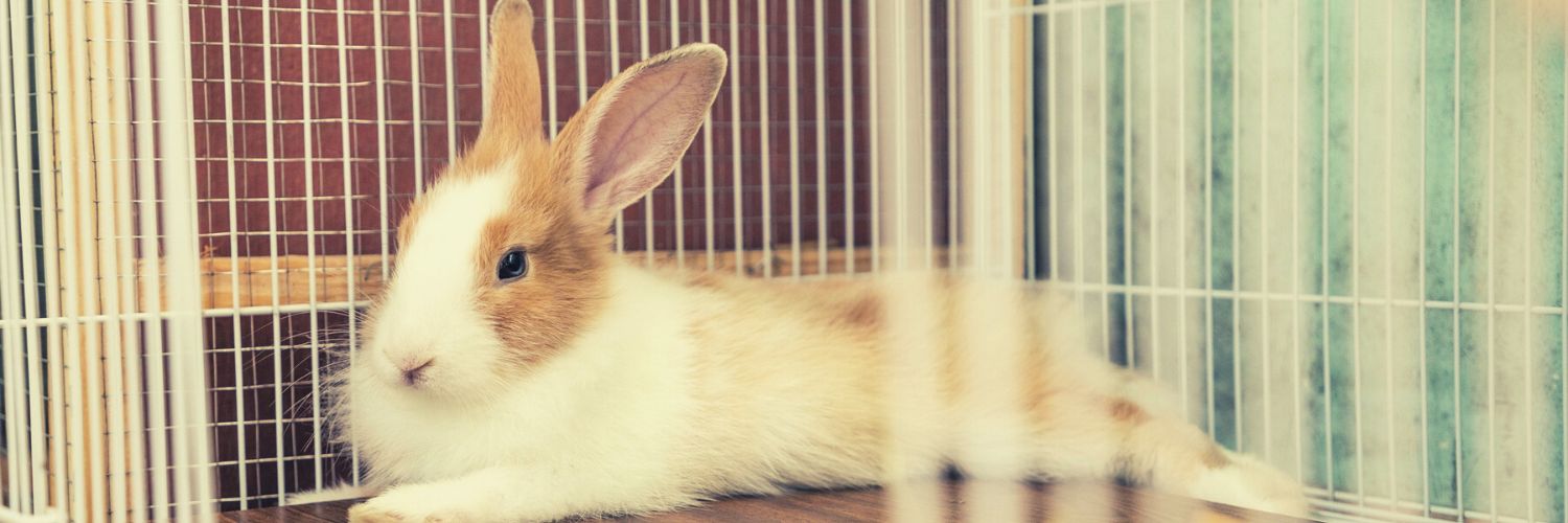 Mimi Bunny Cafe In Tokyo, Japan: Watch The Cute Japanese Rabbit Cafe ...
