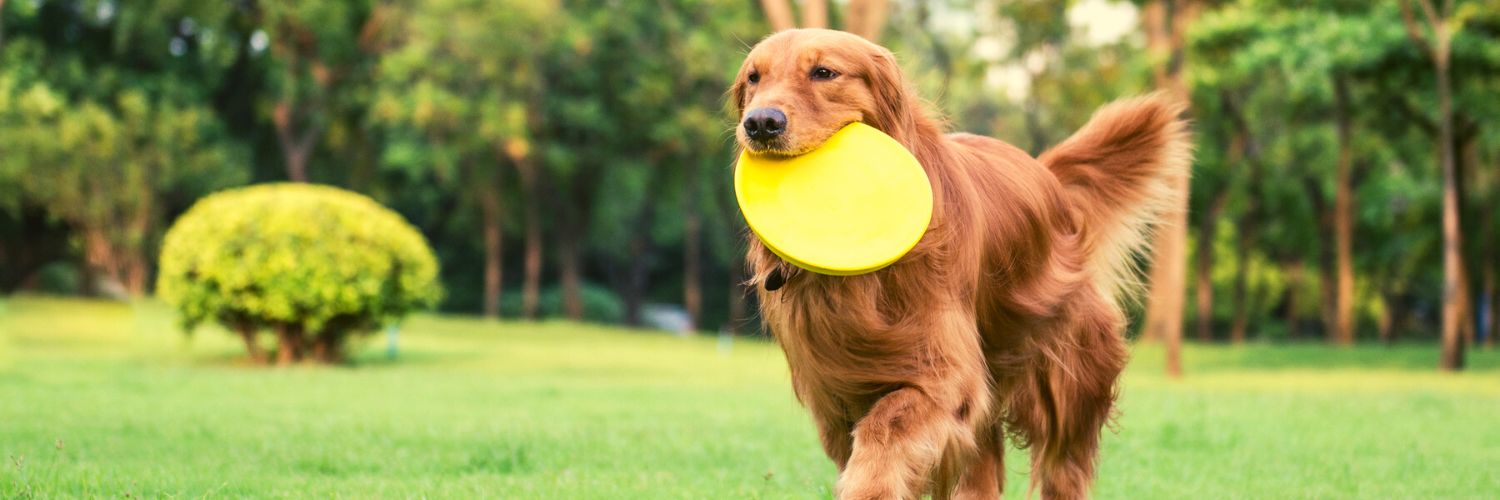 Golden retriever with frisbee in his mouth representing Jimmy Stewart's dog Beau