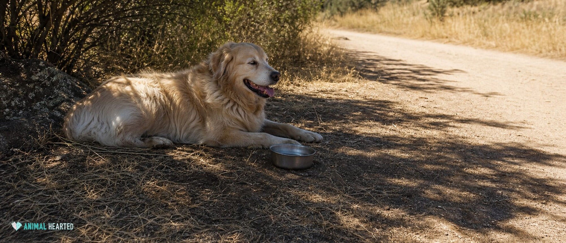 Golden retriever resting in the shade beside a water bowl on a summer trail