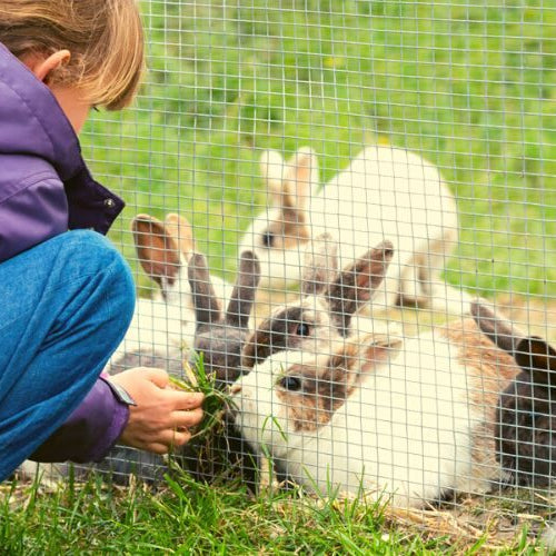 A girl in a purple jacket crouching beside a wire fence and holding out grass to a group of rabbits