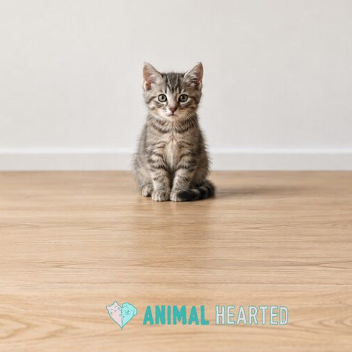A small gray tabby kitten sitting upright on a pale oak floor in front of a white wall