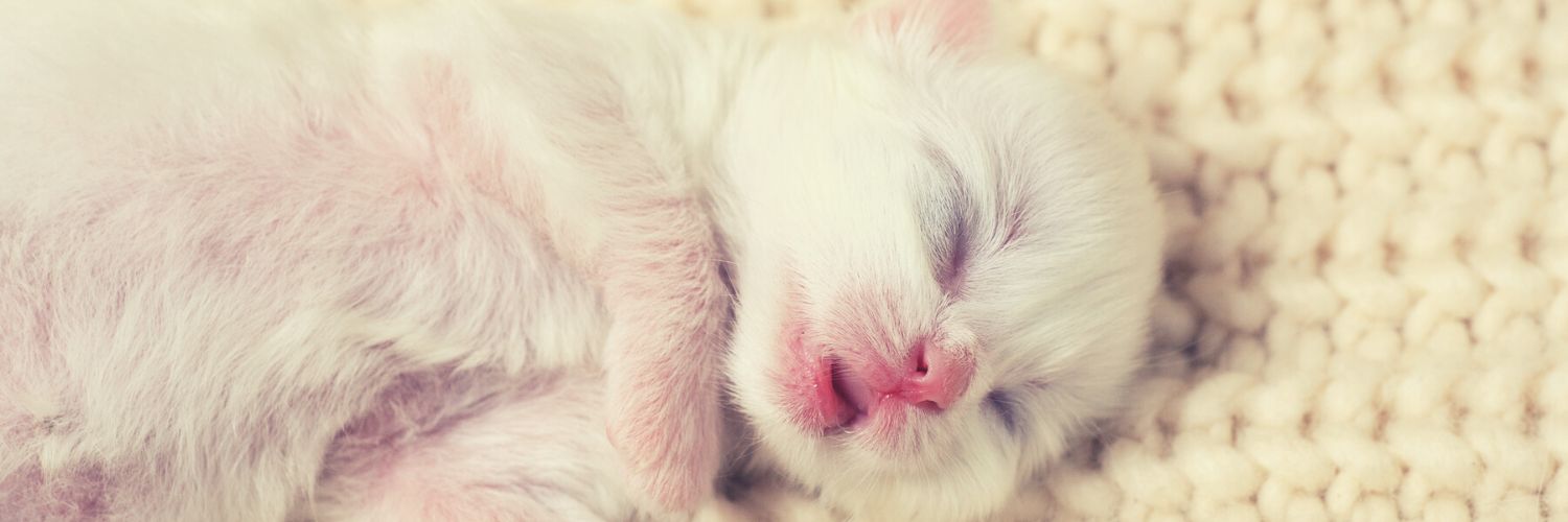 White newborn kitty sleeping in a kitten nursery.