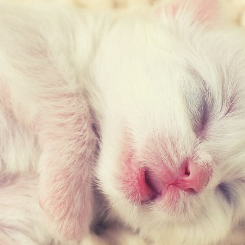 White newborn kitty sleeping in a kitten nursery.