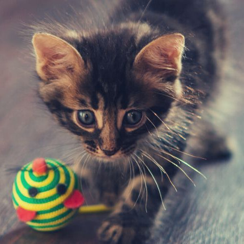 Kitten playing with green toy