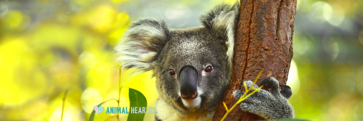 A koala looking at the camera with one paw on a tree trunk and eucalyptus leaves in front