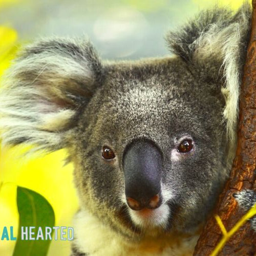 A koala looking at the camera with one paw on a tree trunk and eucalyptus leaves in front