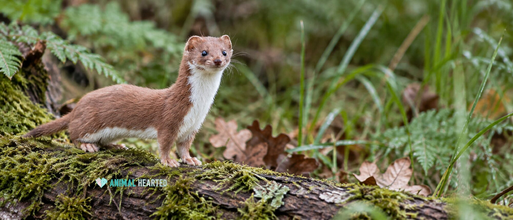 A wild least weasel in its brown and white summer coat standing on a mossy log in the woods