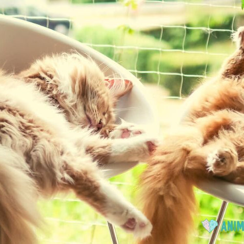 Two long-haired cats asleep on separate white chairs next to a window with greenery outside