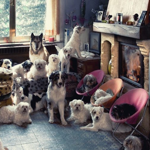Many different dogs sitting in a living room