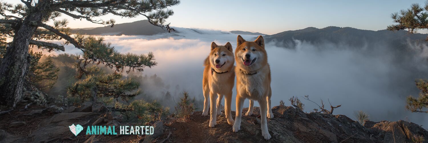 Akita and Shiba Inu on a misty mountain ridge at dawn