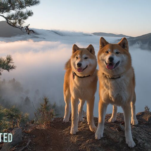 Akita and Shiba Inu on a misty mountain ridge at dawn