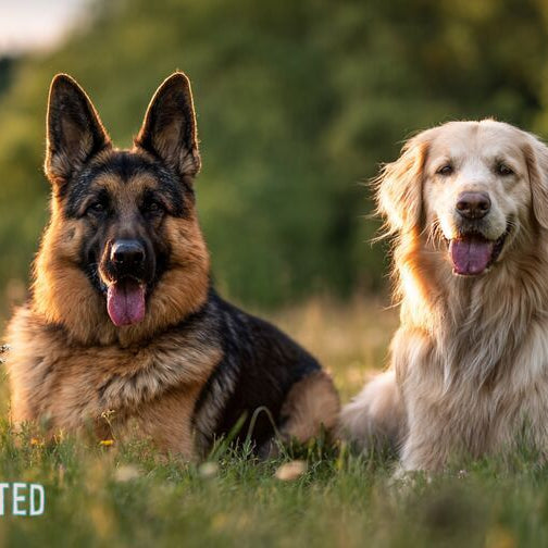 German Shepherd and Golden Retriever side by side in a meadow