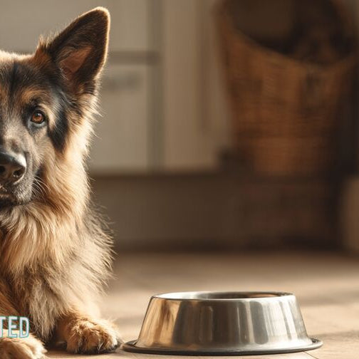 German Shepherd with a healthy coat beside a food bowl