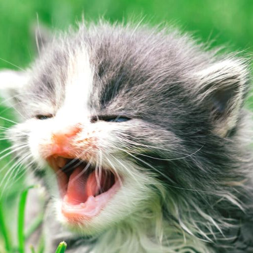 Meowing kitten on the grass