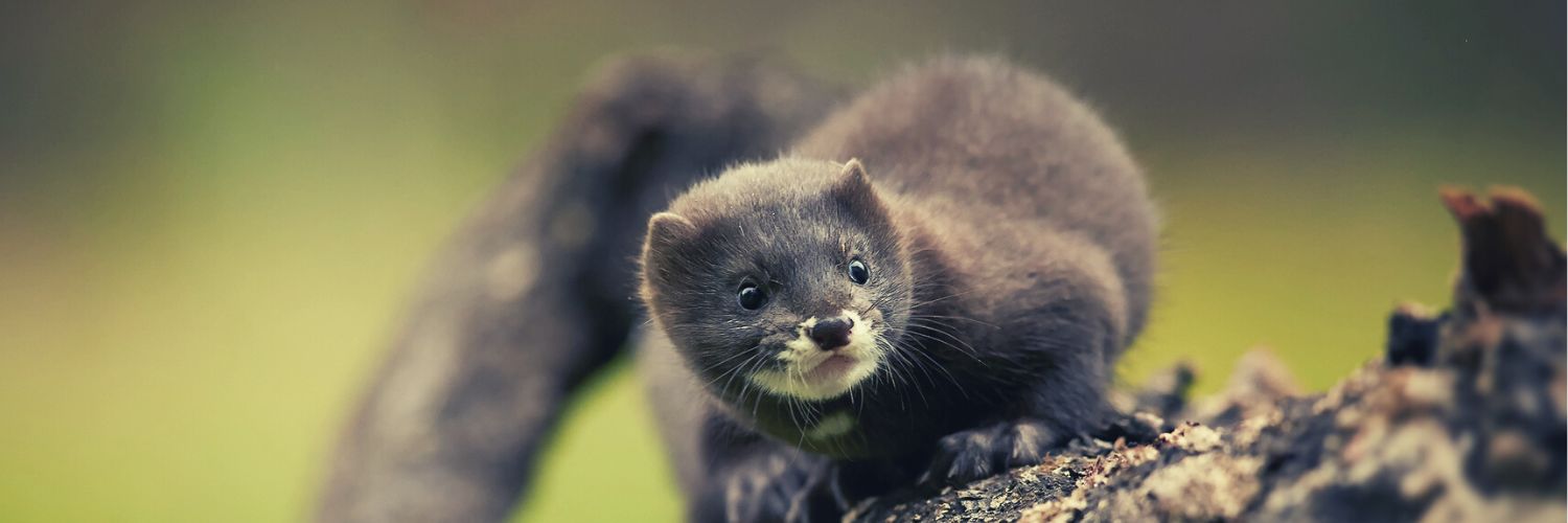 Making a Difference Donate Fur Coat To Help Animals Today! — Animal Hearted Apparel