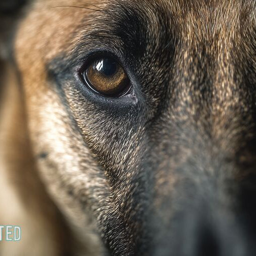 The E-Collar Upgrade Urban Dog Owners Are Making in 2026
