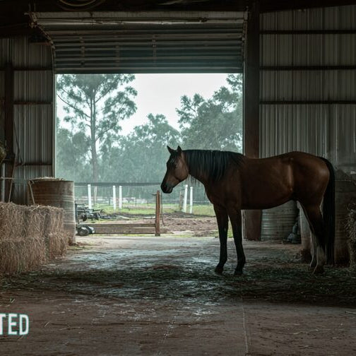 Florida show horse standing beside stacked western hay bales inside a covered barn