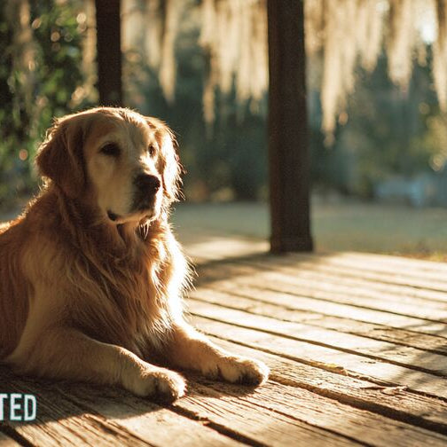 Golden retriever on a Southern farmhouse porch