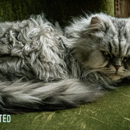 Long-haired Scottish Fold cat curled on a green velvet armchair beside a window