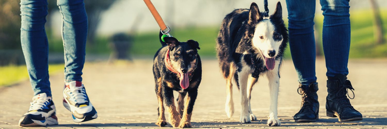 Dog owners walking two dogs in search of most pet friendly states
